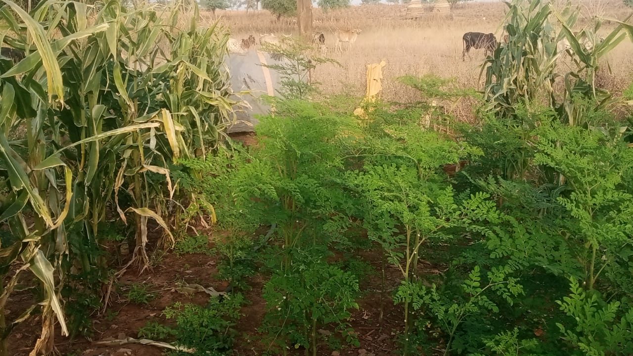 Moringa et maïs avec bétail — SIQAYA Green