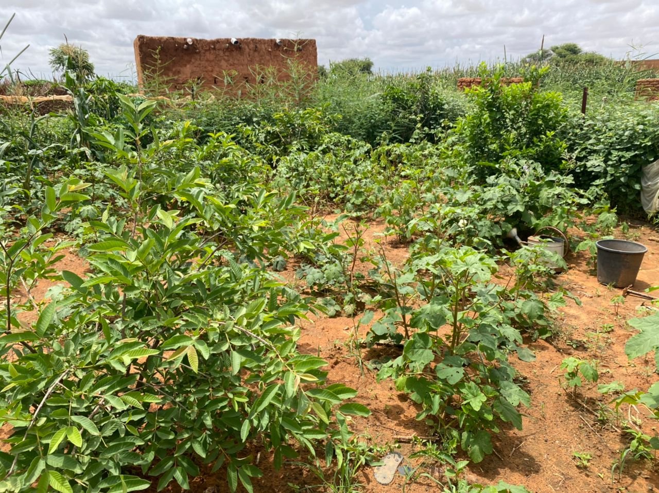 Jardins potagers — Green Project