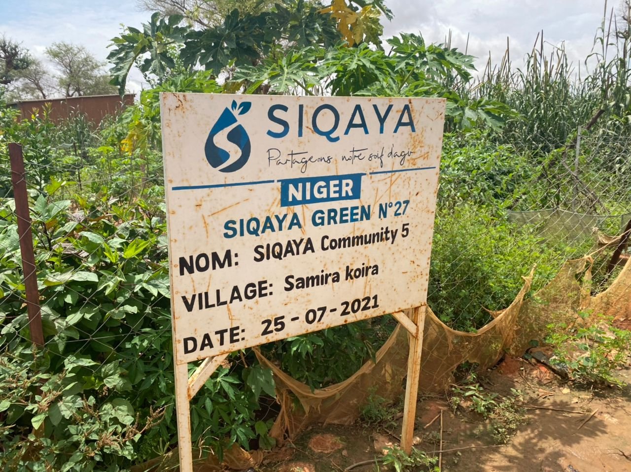 Rangées de laitues et oignons — SIQAYA Green