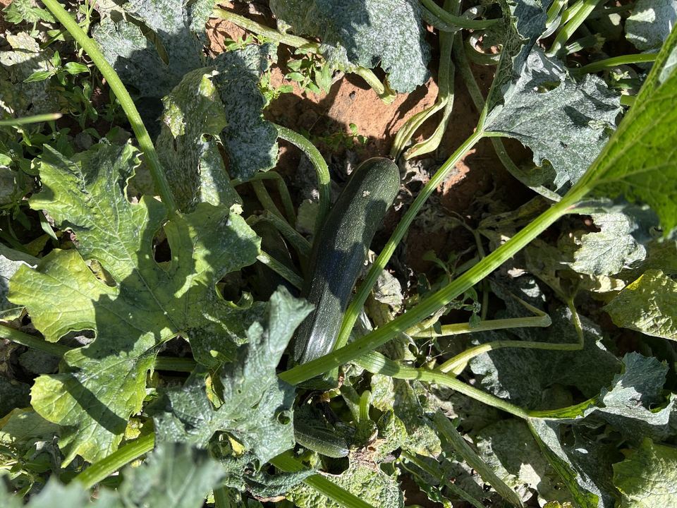 Action SIQAYA — jardins potagers — photo 31 sur 83
