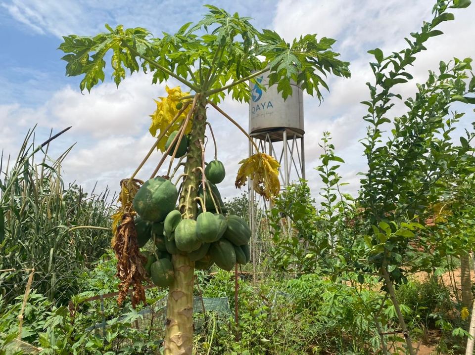 Action SIQAYA — jardins potagers — photo 40 sur 83