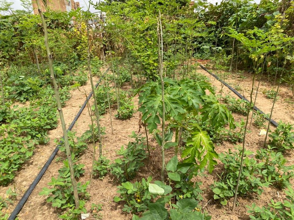 Action SIQAYA — jardins potagers — photo 42 sur 83