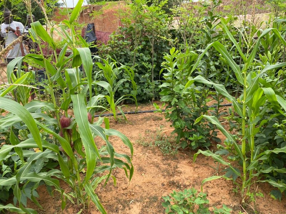 Action SIQAYA — jardins potagers — photo 46 sur 83