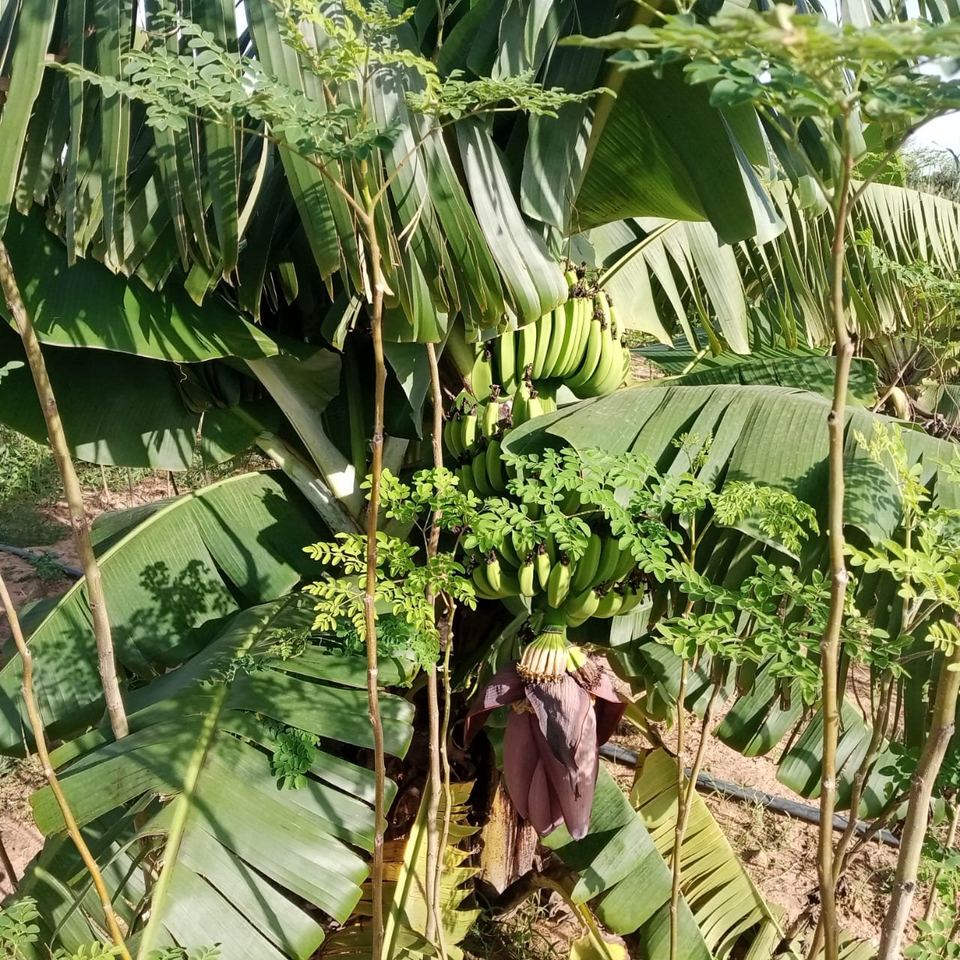 Action SIQAYA — jardins potagers — photo 50 sur 83